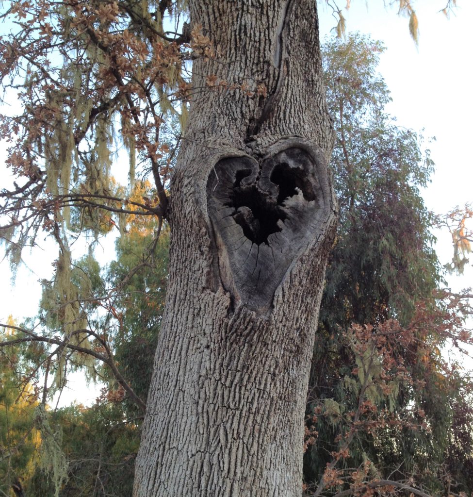 Tree with heart-shaped hole