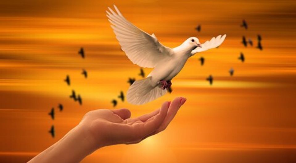 Hand letting go a dove