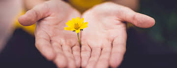 Hands joined together holding up a flower