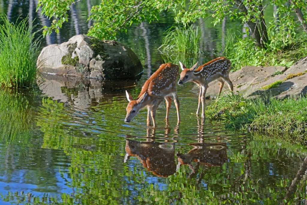 Two deer drinking from a lake